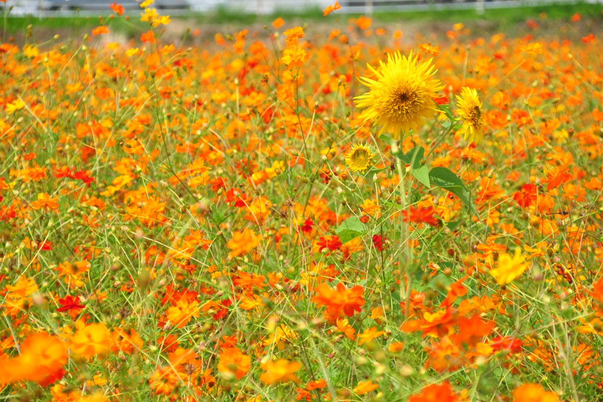 撮影・風景写真・明野ひまわり畑