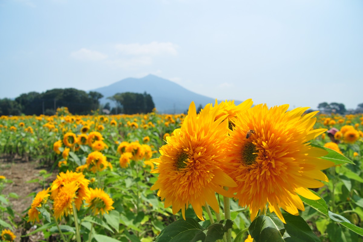 撮影・風景写真・明野ひまわり畑
