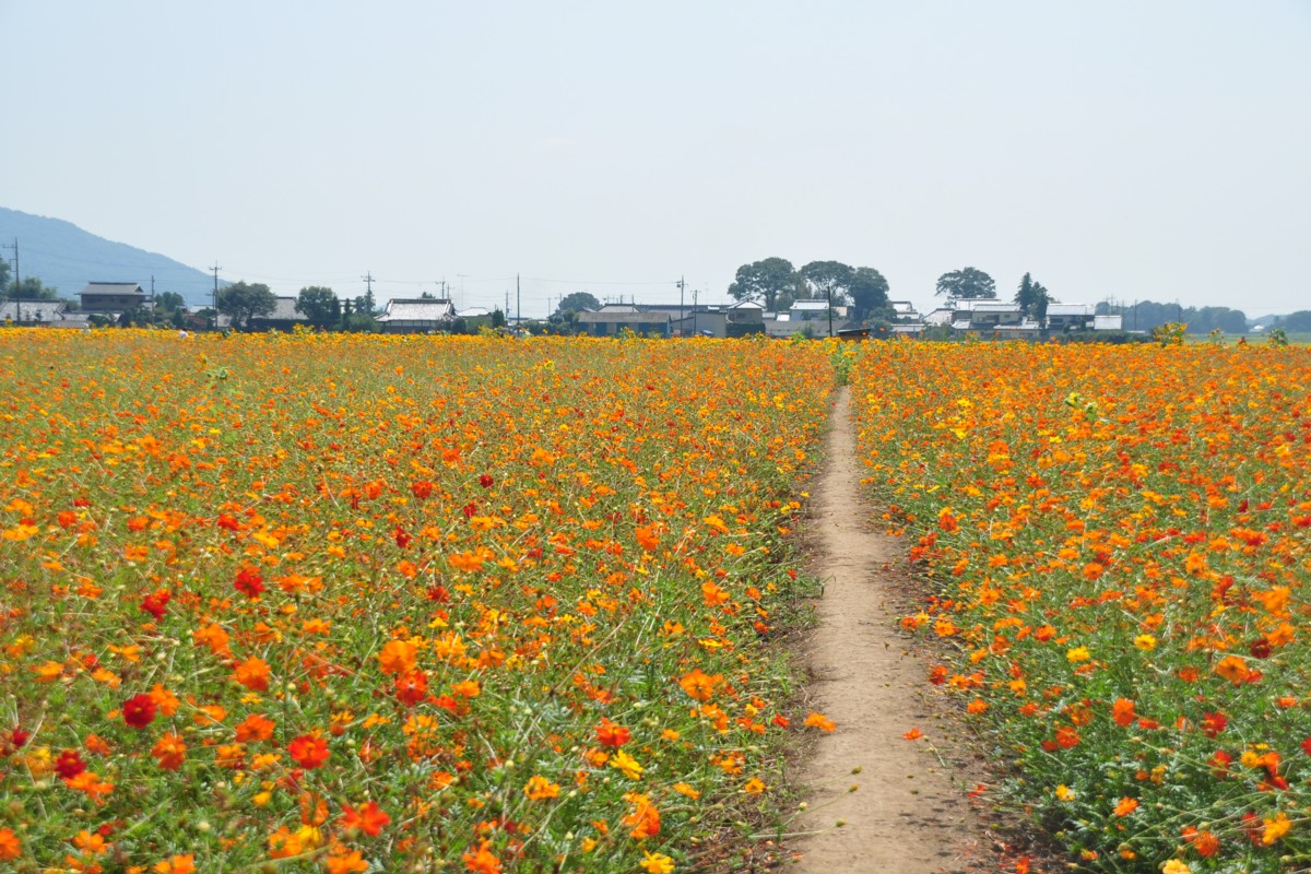 撮影・風景写真・明野ひまわり畑
