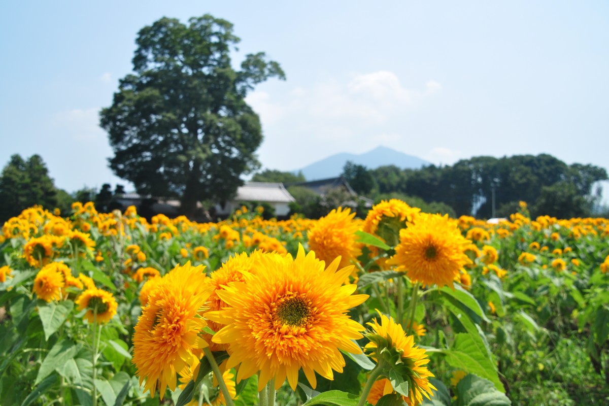 撮影・風景写真・明野ひまわり畑