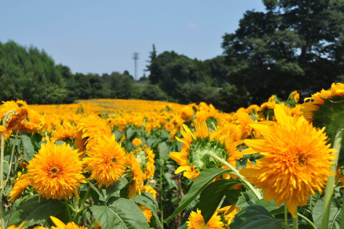 撮影・風景写真・明野ひまわり畑