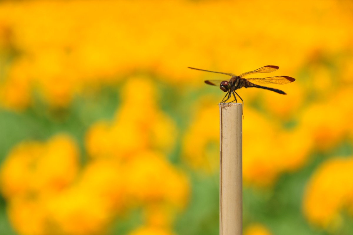 撮影・風景写真・明野ひまわり畑