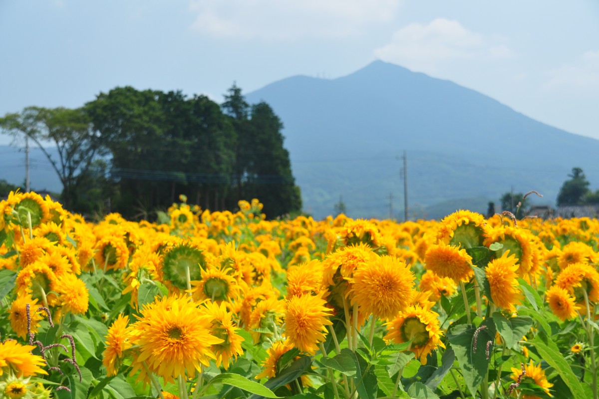 撮影・風景写真・明野ひまわり畑