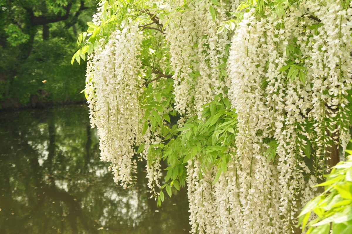 撮影・風景写真・あしかがフラワーパーク