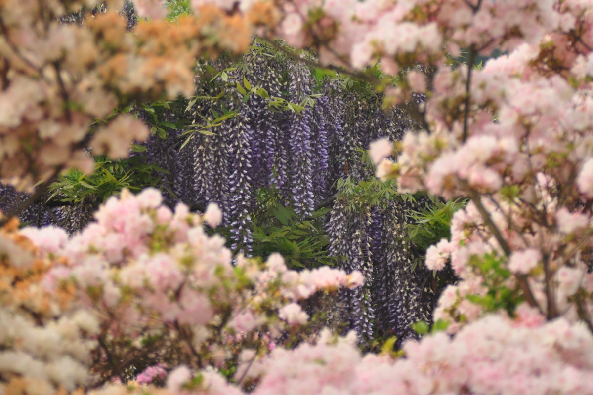 撮影・風景写真・あしかがフラワーパーク