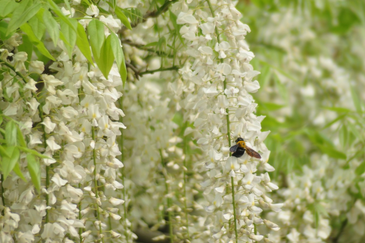 撮影・風景写真・あしかがフラワーパーク