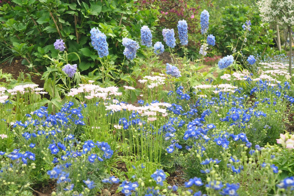 撮影・風景写真・あしかがフラワーパーク