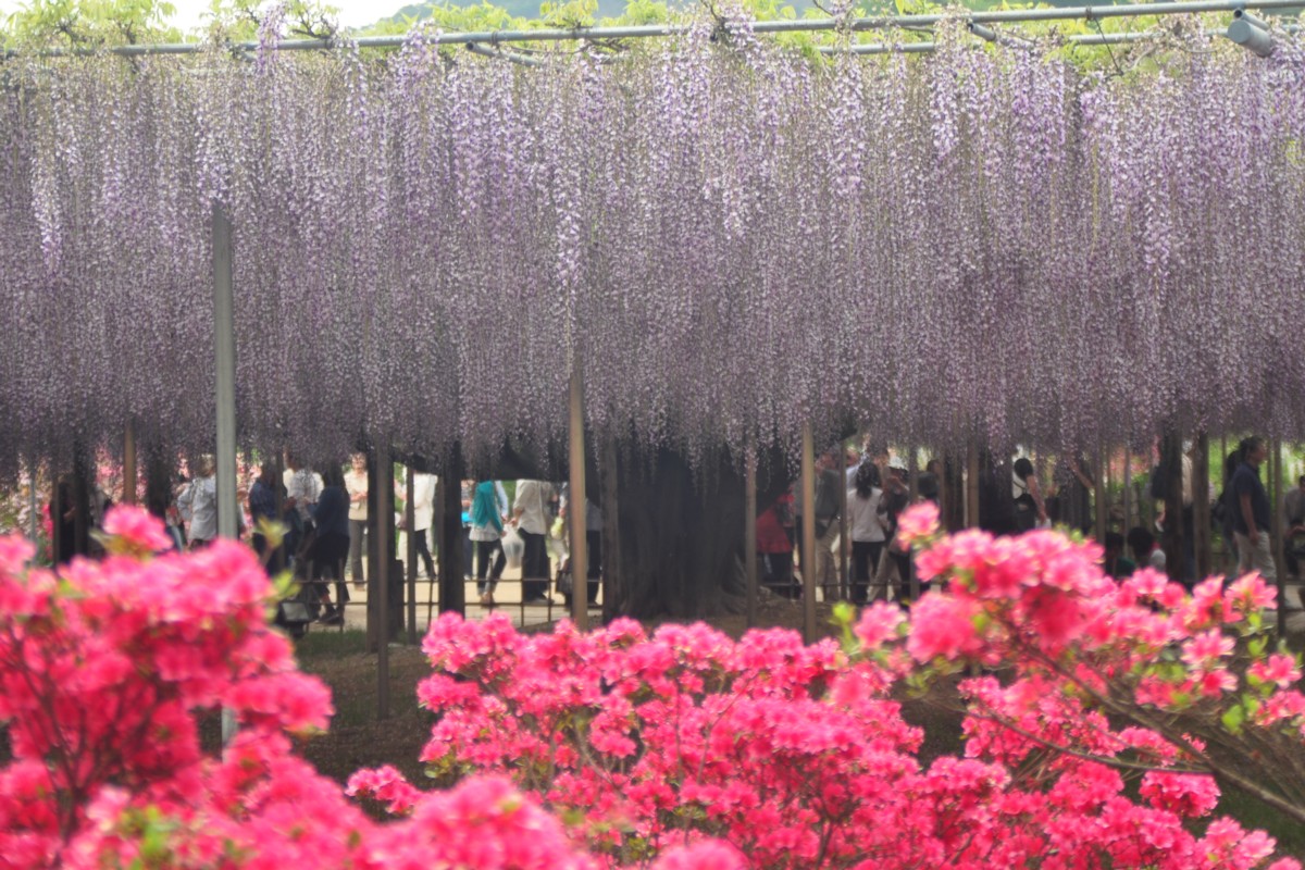 撮影・風景写真・あしかがフラワーパーク