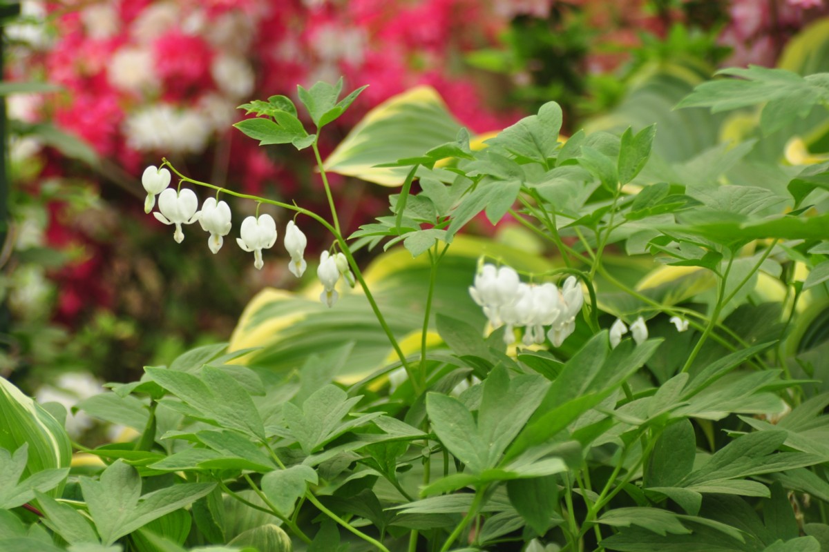 撮影・風景写真・あしかがフラワーパーク