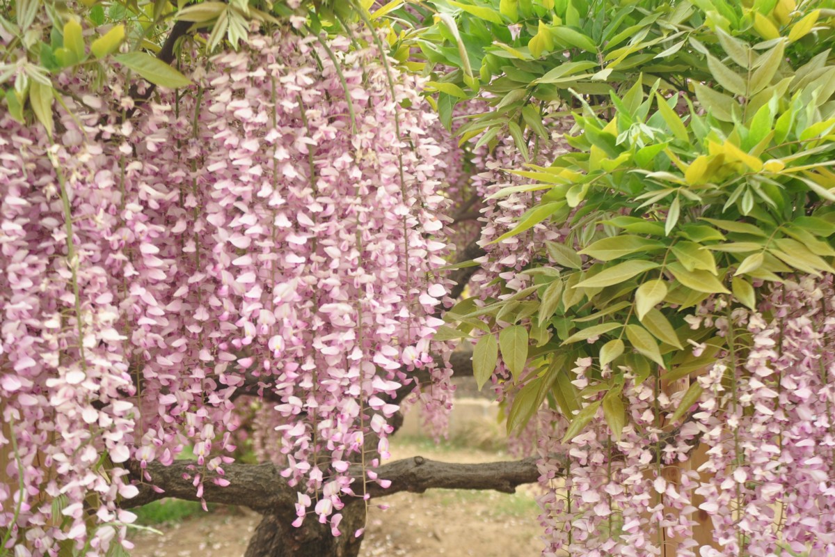 撮影・風景写真・あしかがフラワーパーク