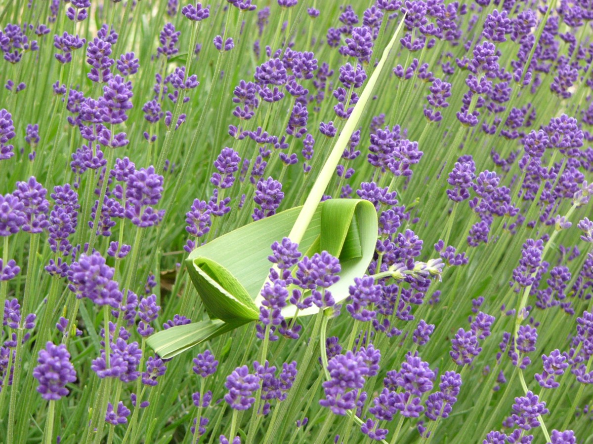 撮影・風景写真・美瑛・富良野