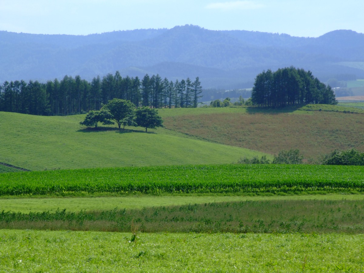 撮影・風景写真・美瑛・富良野