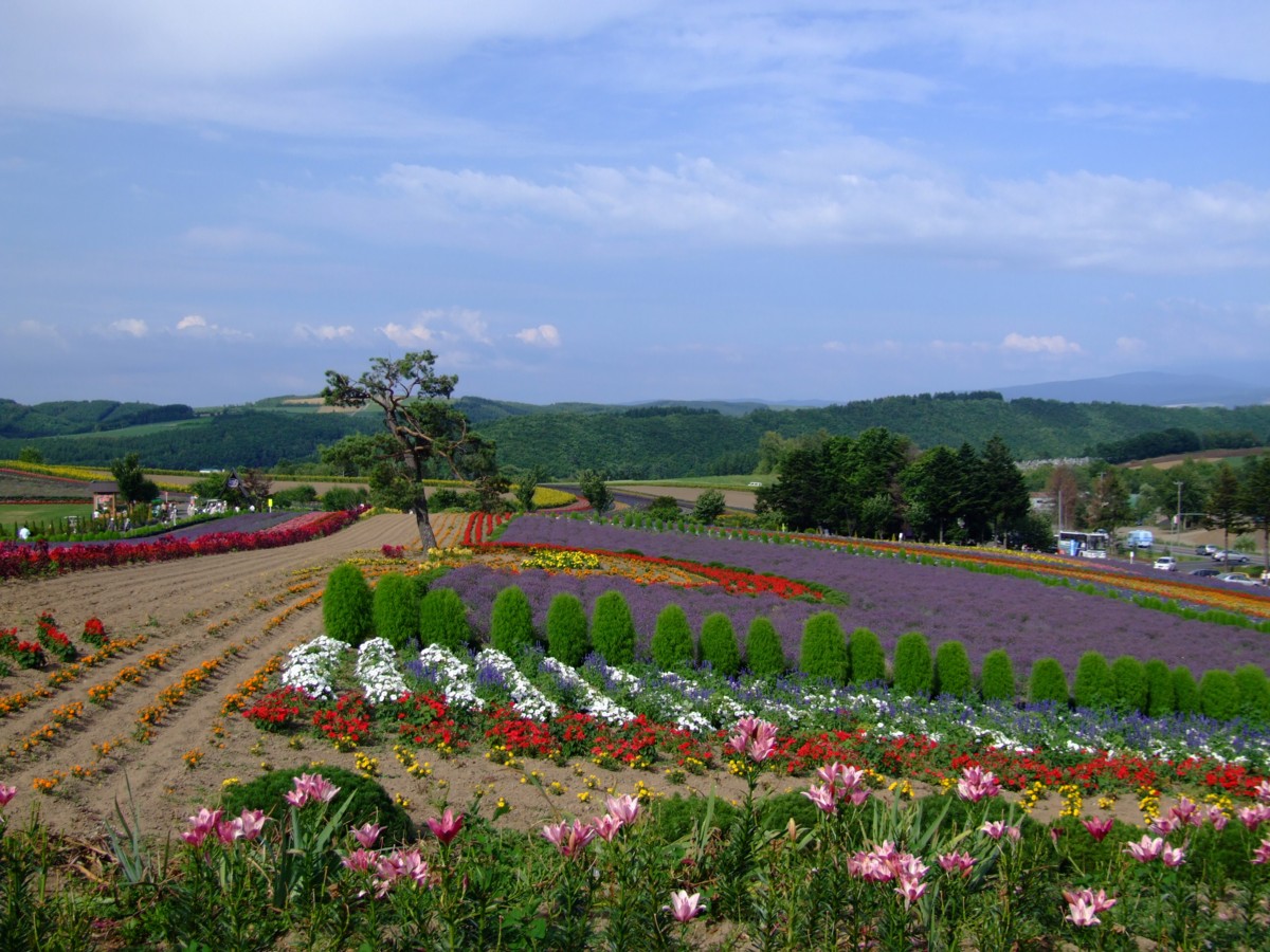 撮影・風景写真・美瑛・富良野