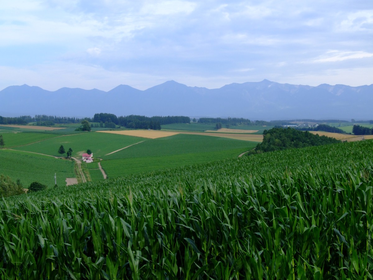 撮影・風景写真・美瑛・富良野