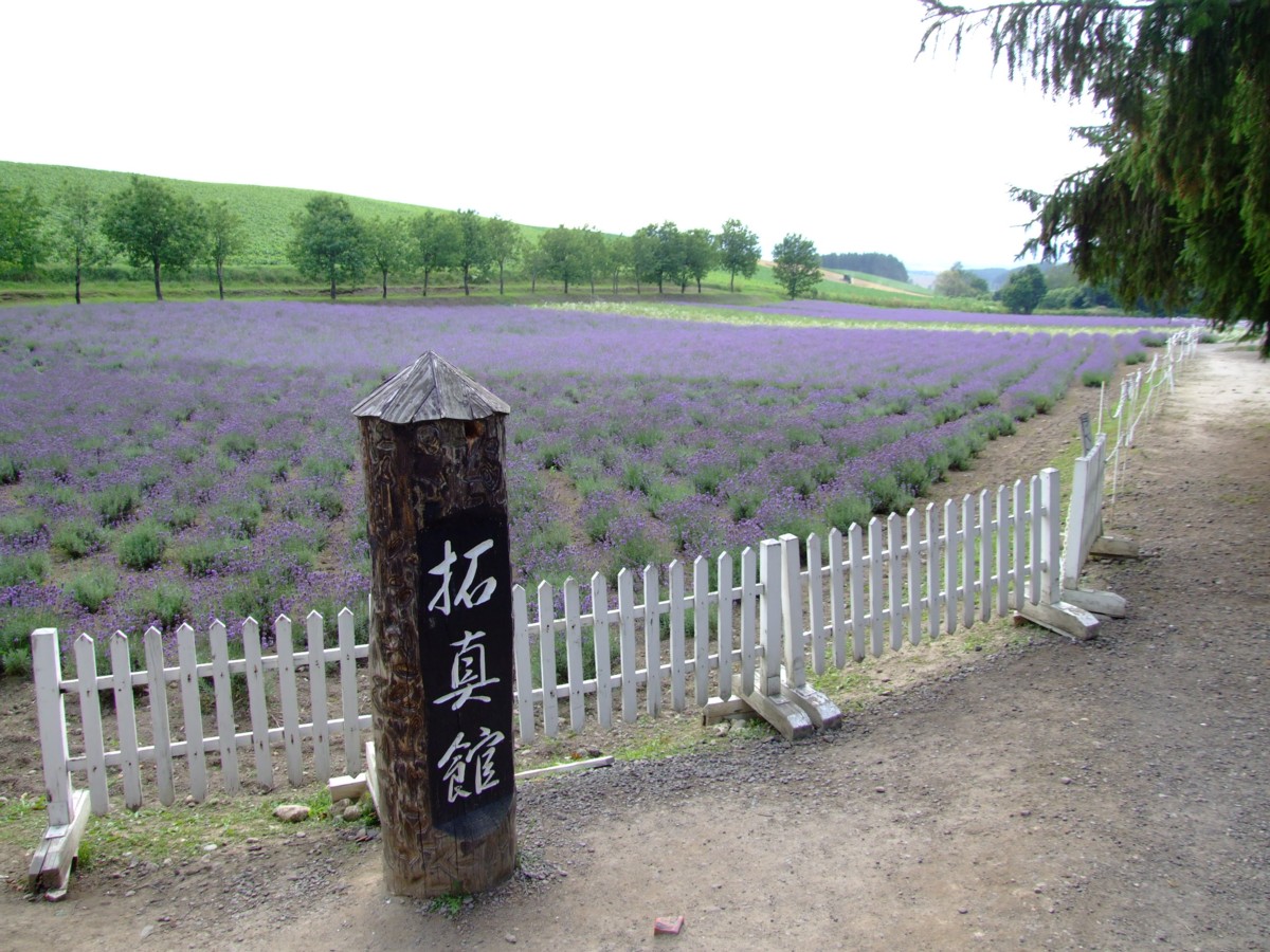 撮影・風景写真・美瑛・富良野