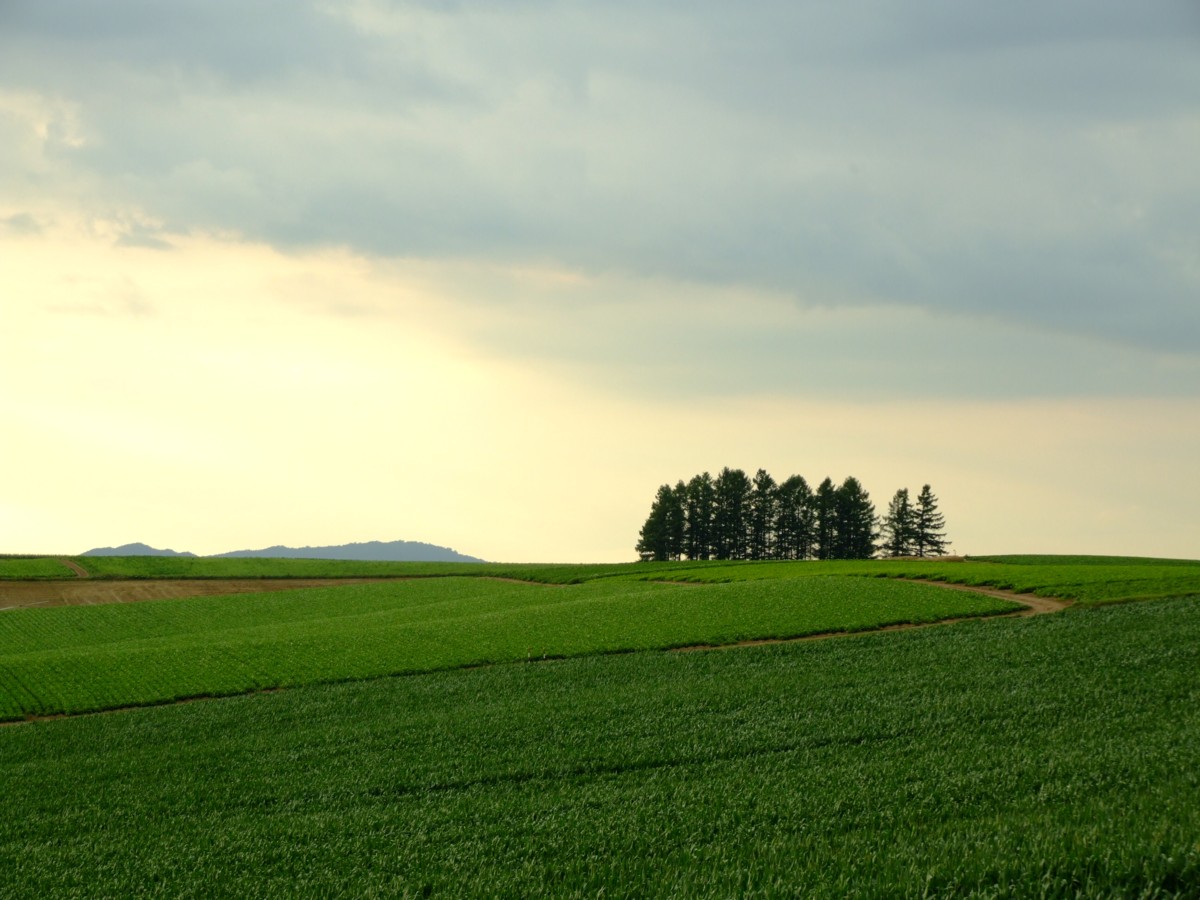 撮影・風景写真・美瑛・富良野