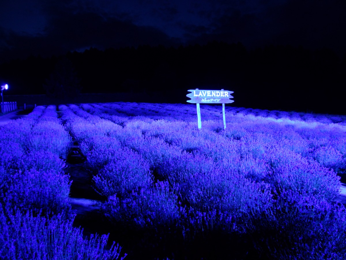 撮影・風景写真・美瑛・富良野