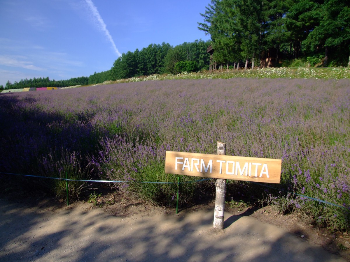 撮影・風景写真・美瑛・富良野