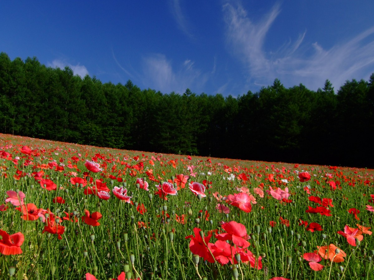撮影・風景写真・美瑛・富良野