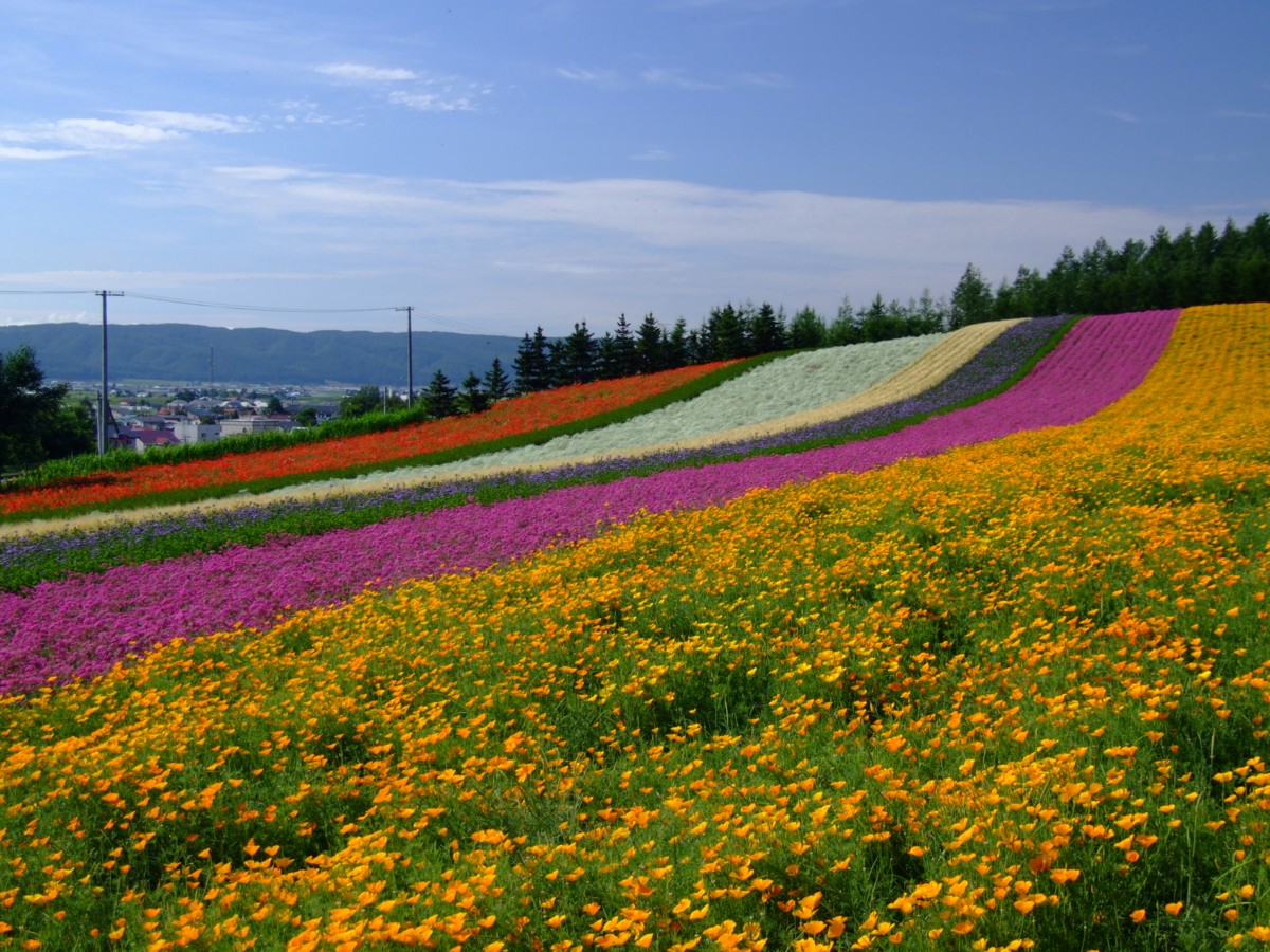 撮影・風景写真・美瑛・富良野