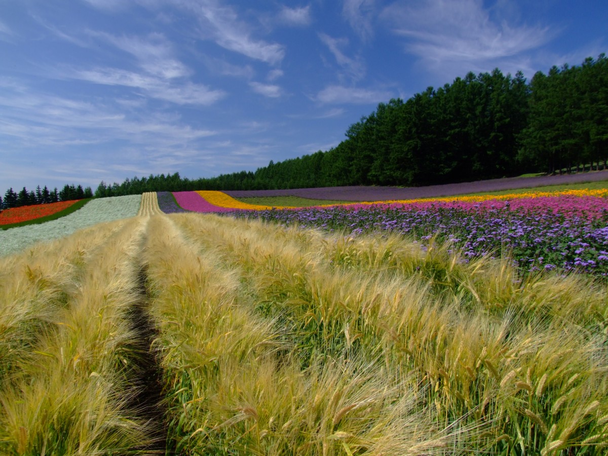 撮影・風景写真・美瑛・富良野