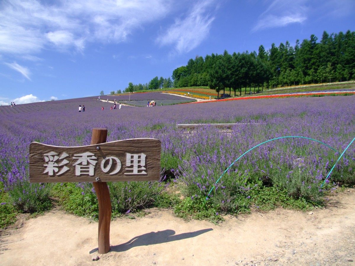 撮影・風景写真・美瑛・富良野