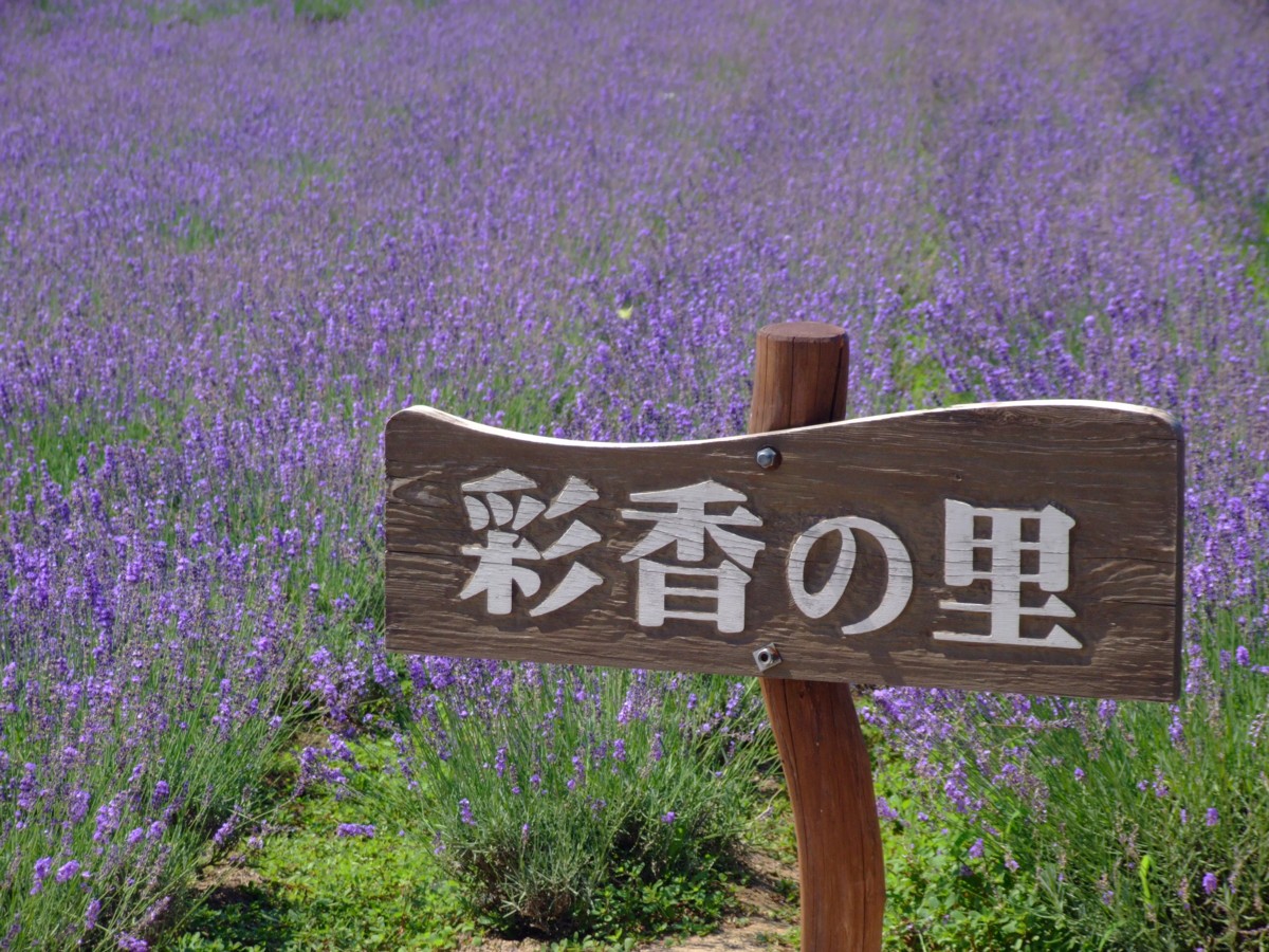 撮影・風景写真・美瑛・富良野