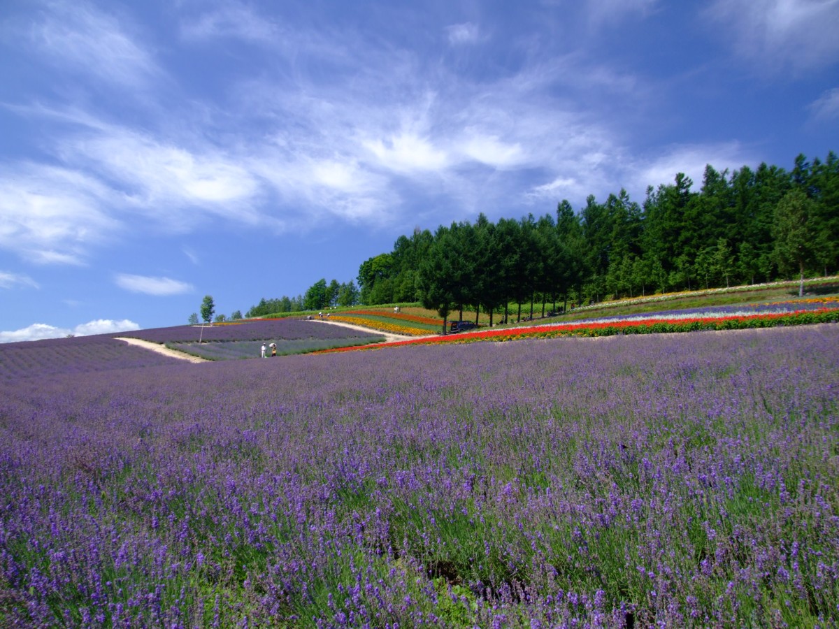 撮影・風景写真・美瑛・富良野