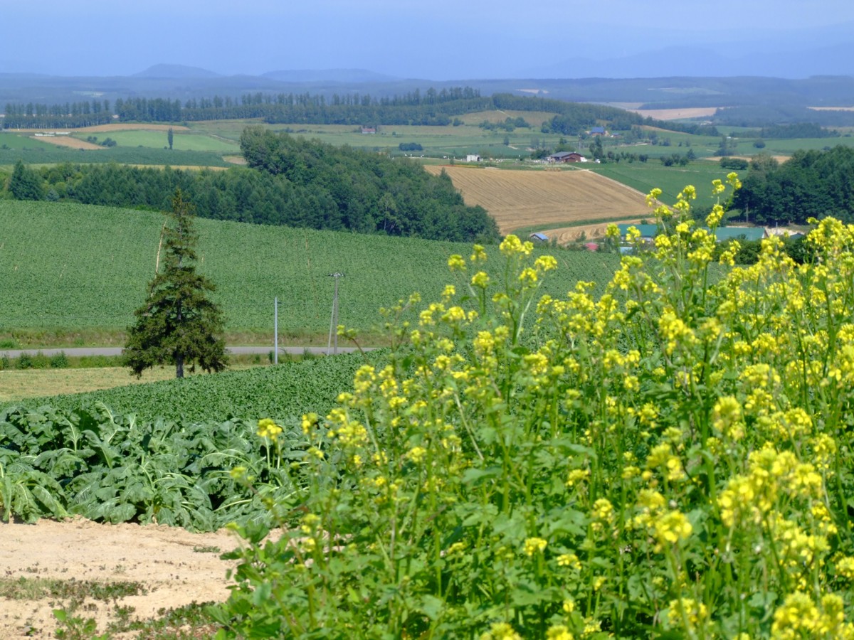撮影・風景写真・美瑛・富良野