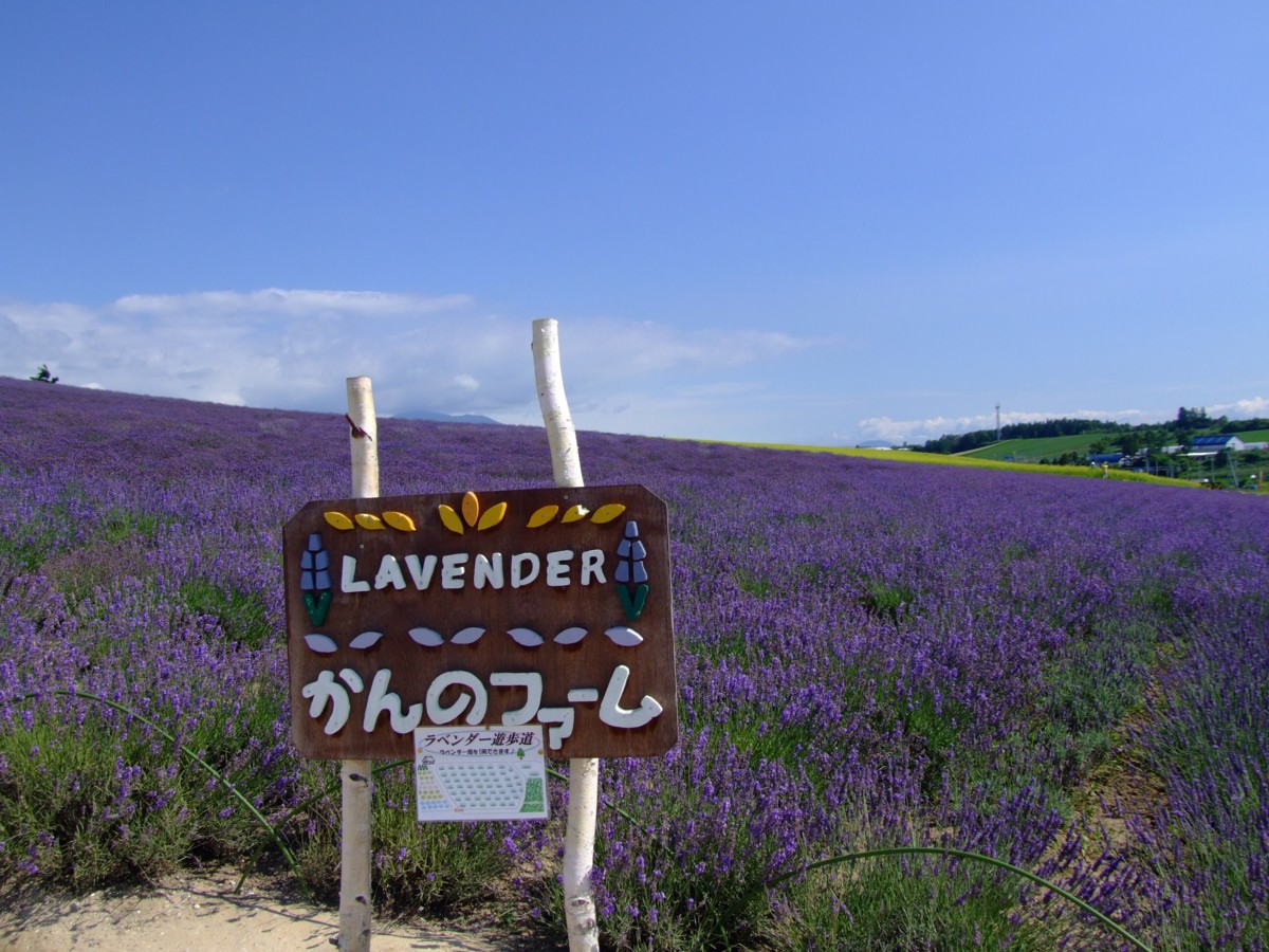 撮影・風景写真・美瑛・富良野