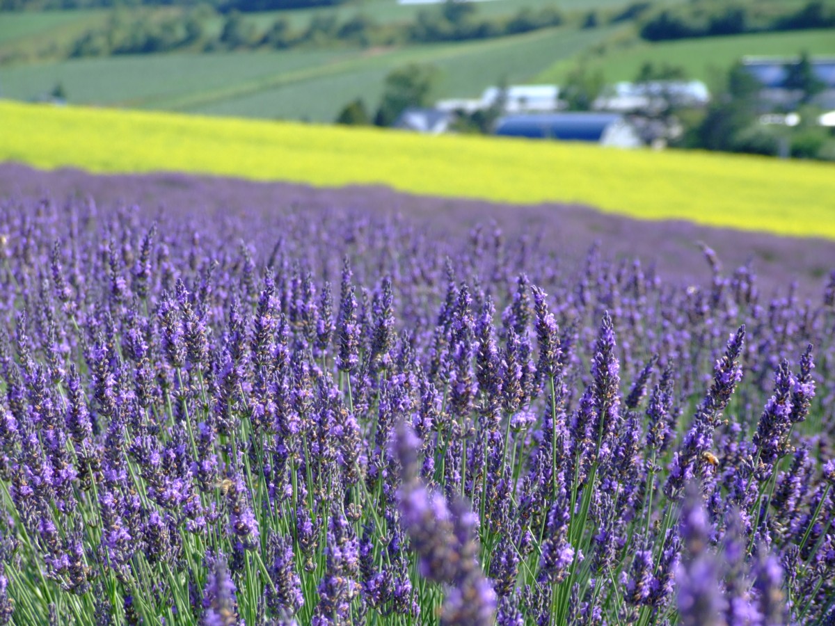 撮影・風景写真・美瑛・富良野