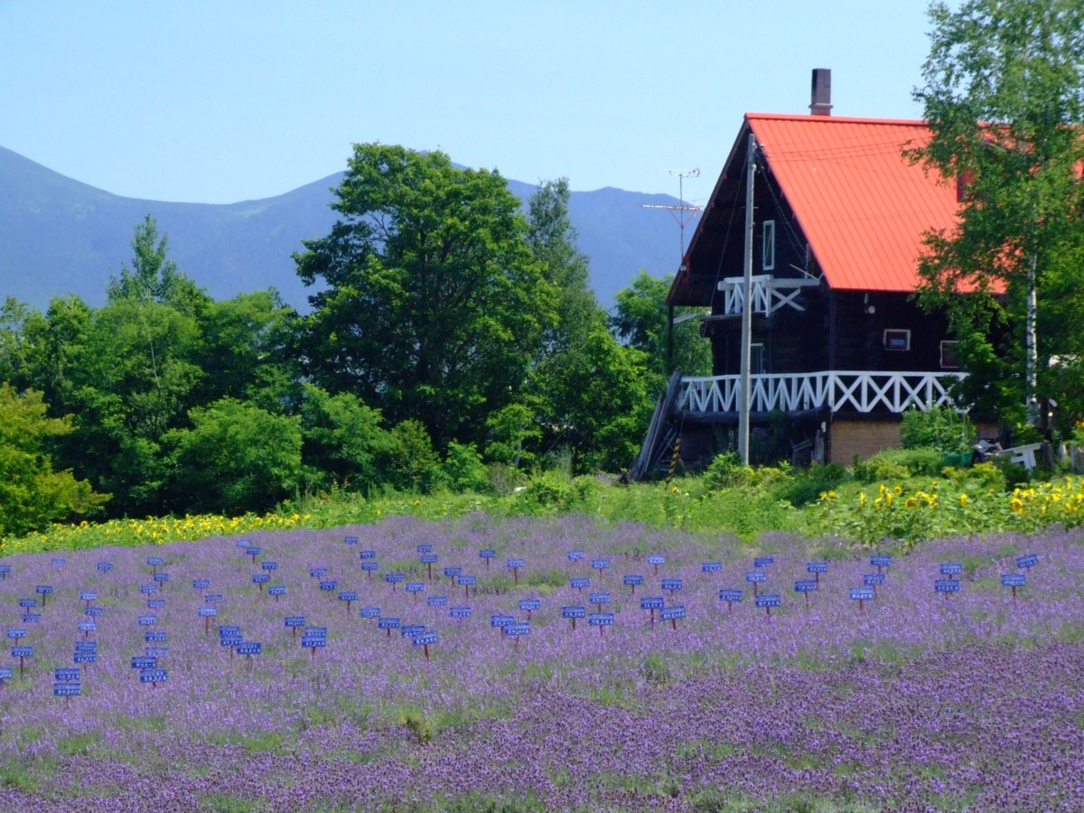 撮影・風景写真・美瑛・富良野