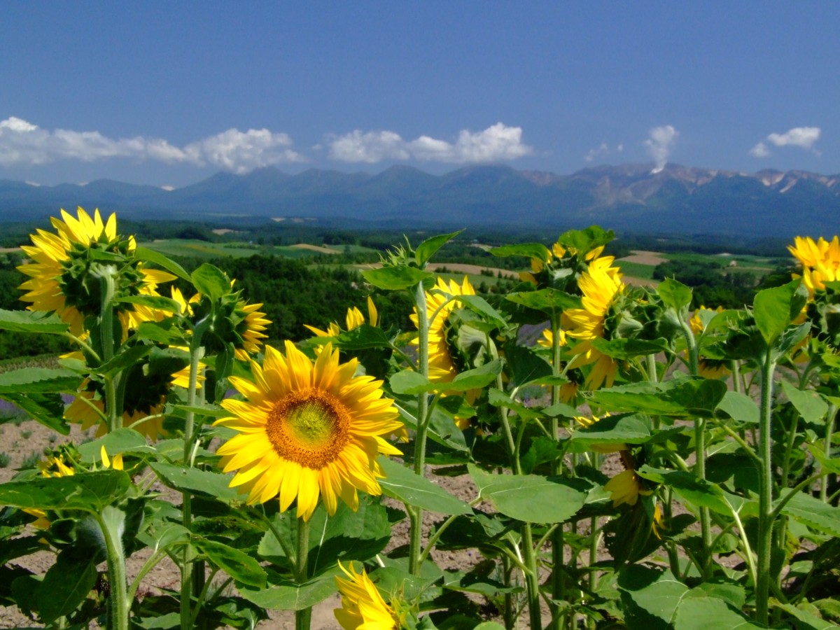 撮影・風景写真・美瑛・富良野