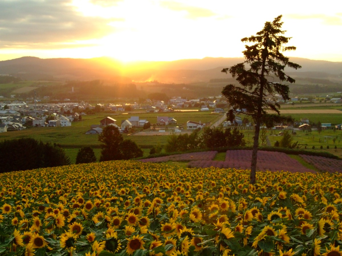 撮影・風景写真・美瑛・富良野