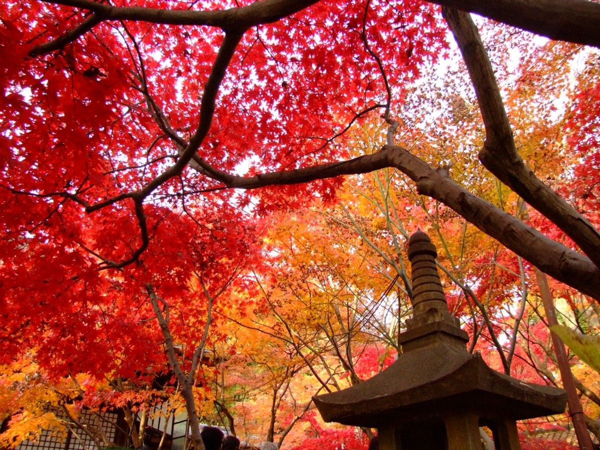 撮影・風景写真・紅葉・本土寺