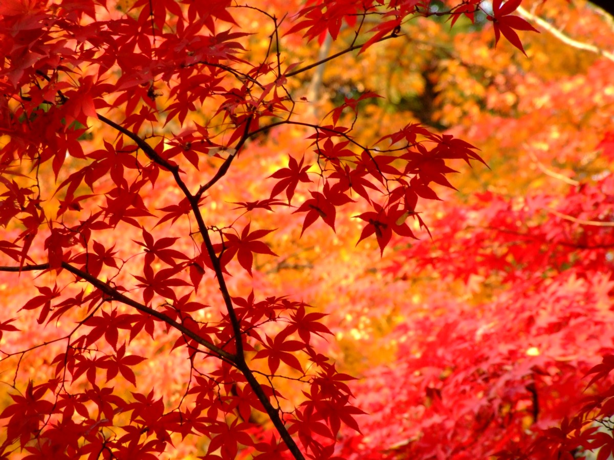 撮影・風景写真・紅葉・本土寺