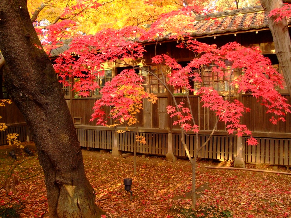 撮影・風景写真・紅葉・本土寺