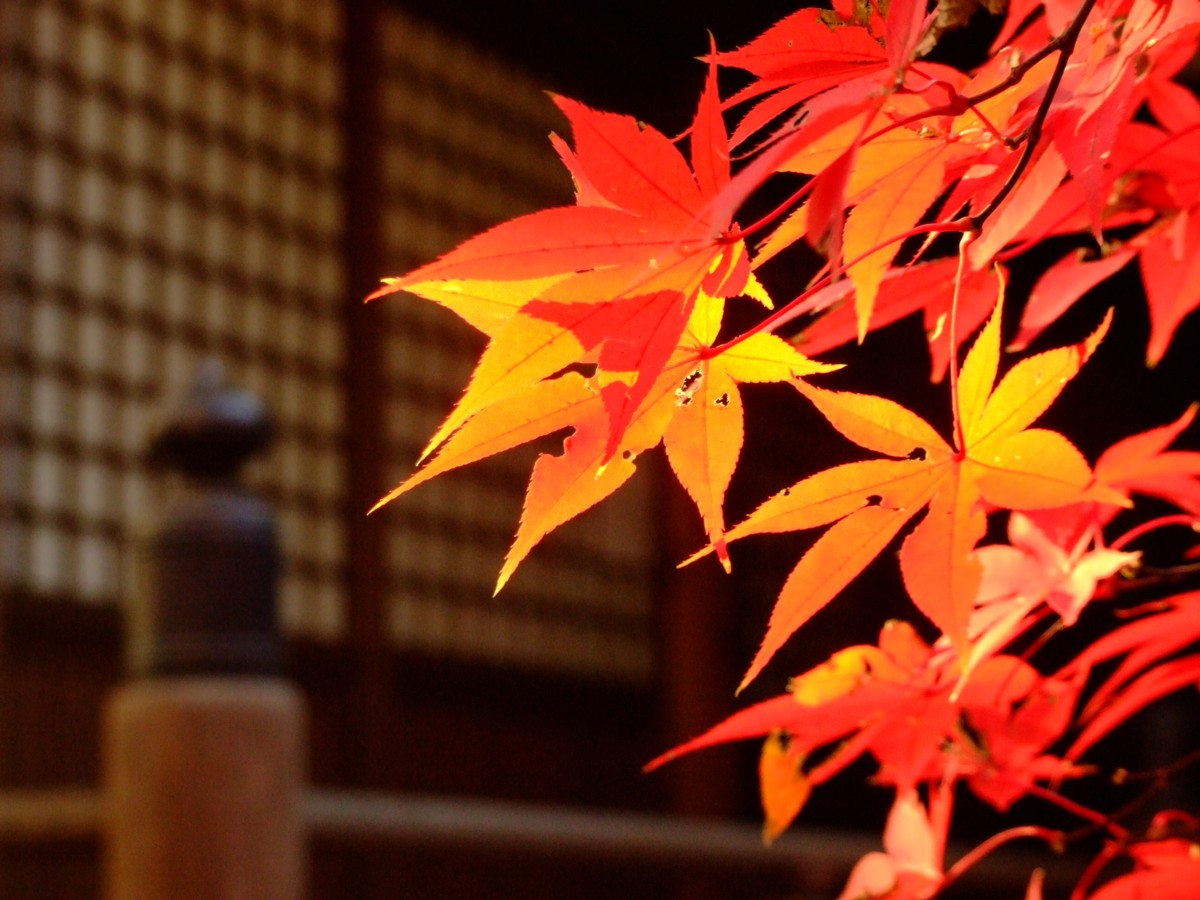 撮影・風景写真・紅葉・本土寺