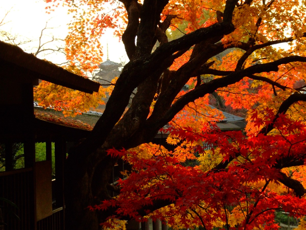 撮影・風景写真・紅葉・本土寺
