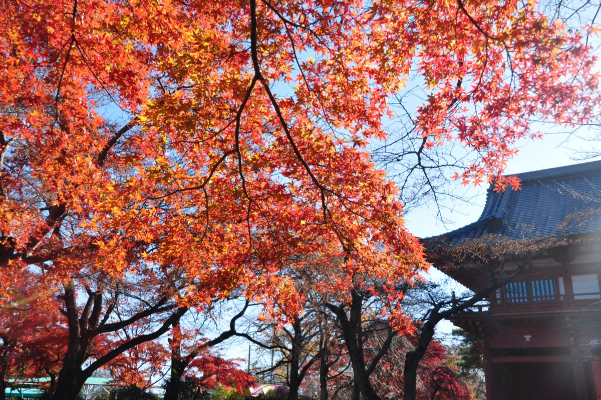撮影・風景写真・紅葉・清水公園