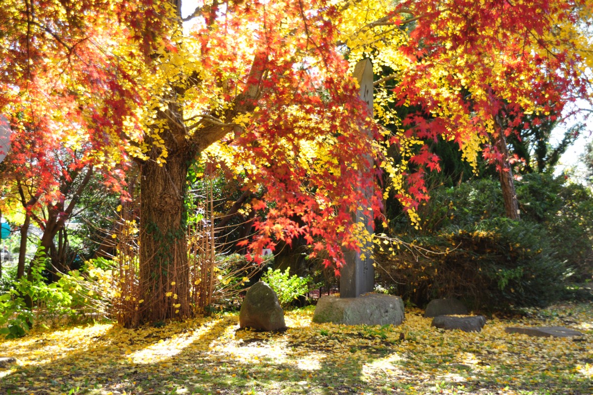 撮影・風景写真・紅葉・清水公園