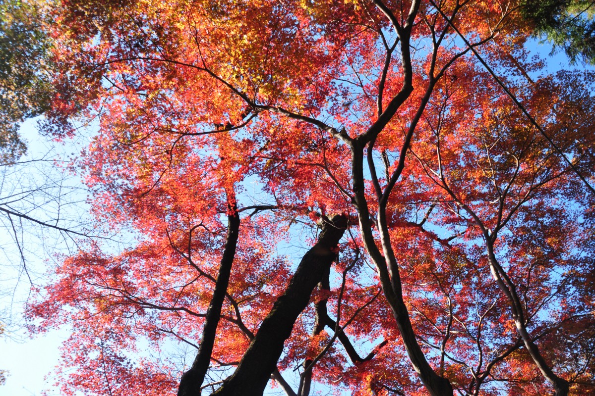 撮影・風景写真・紅葉・清水公園