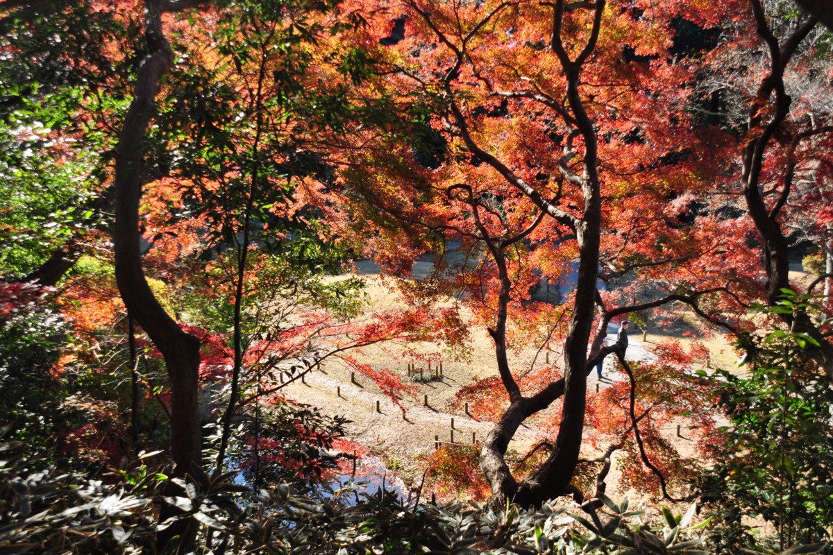 撮影・風景写真・紅葉・清水公園