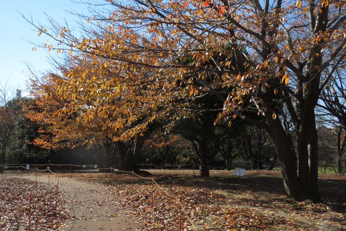 撮影・風景写真・紅葉・柏の葉公園