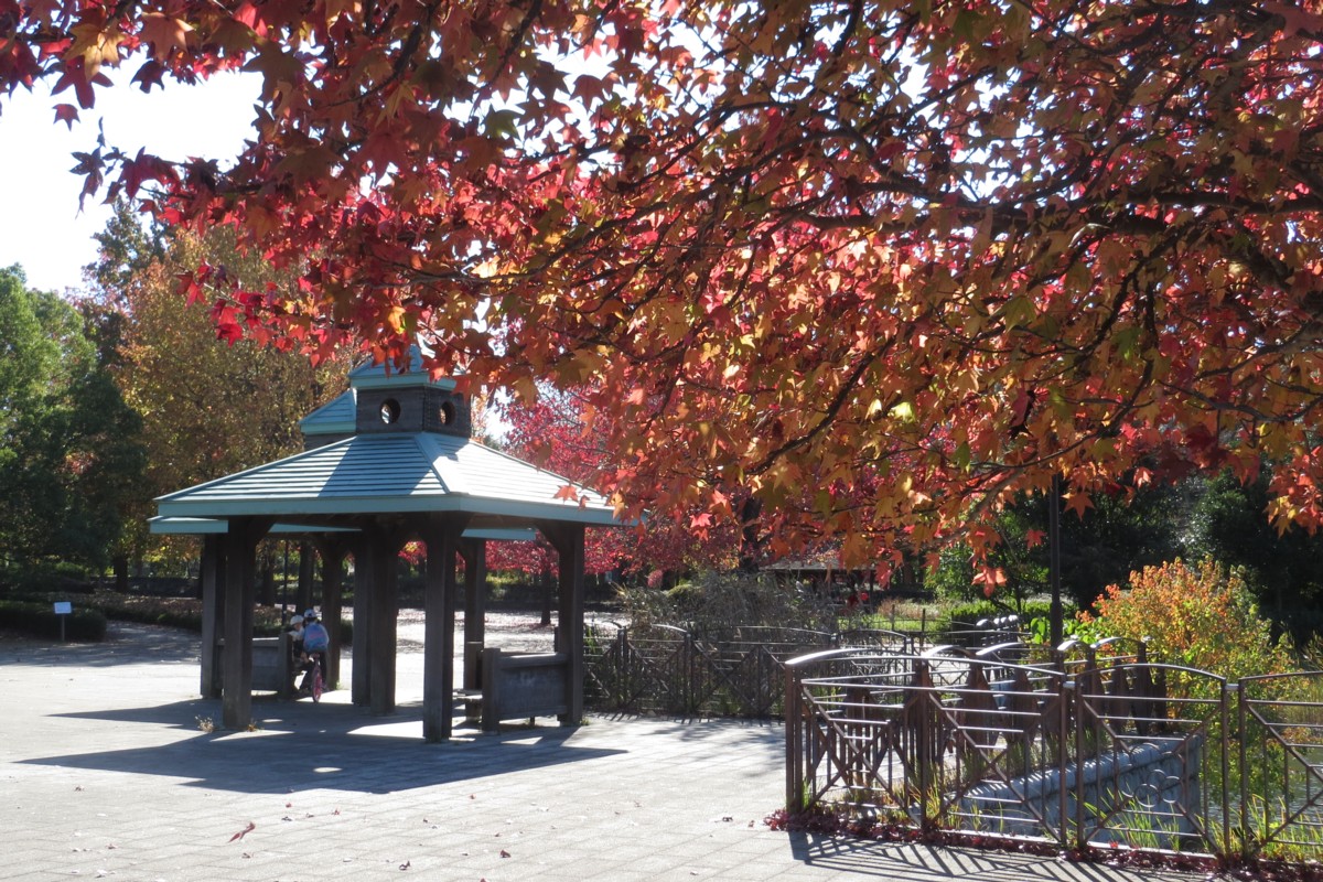 撮影・風景写真・紅葉・柏の葉公園