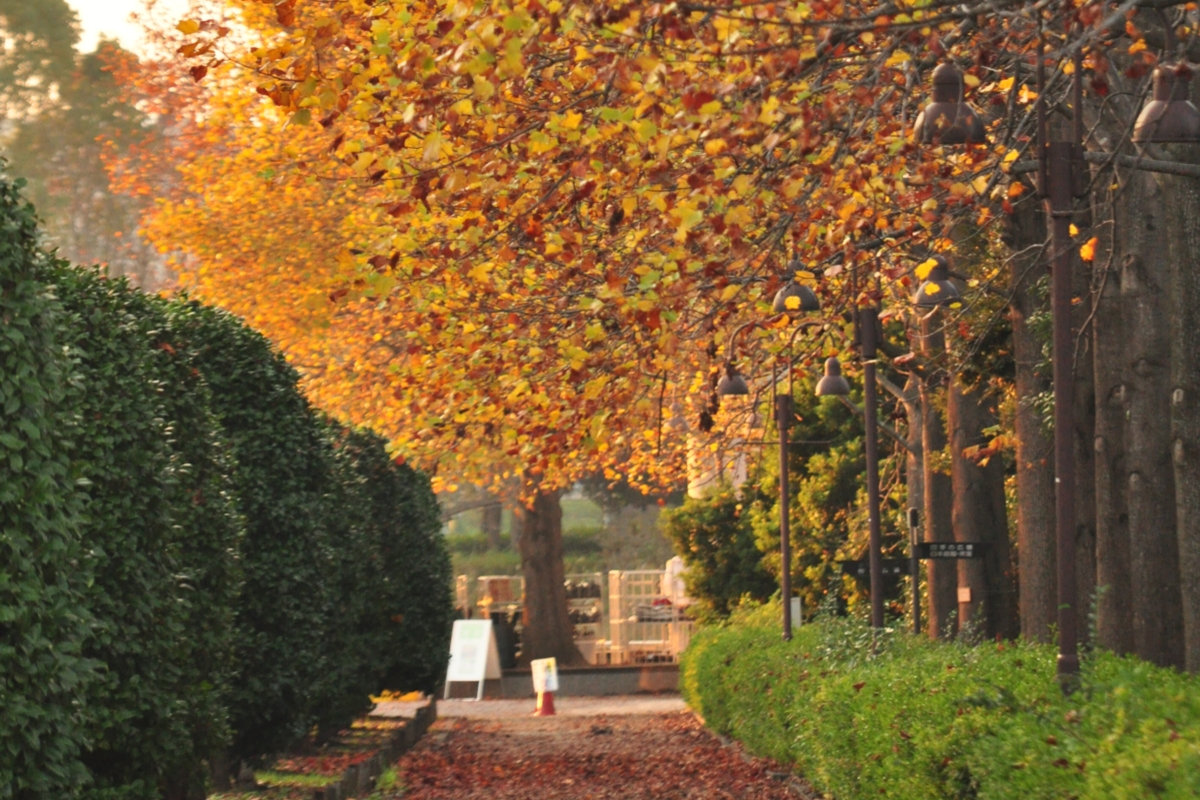 撮影・風景写真・紅葉・柏の葉公園