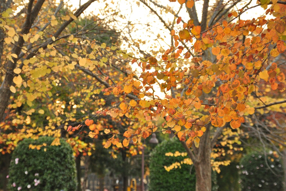 撮影・風景写真・紅葉・柏の葉公園