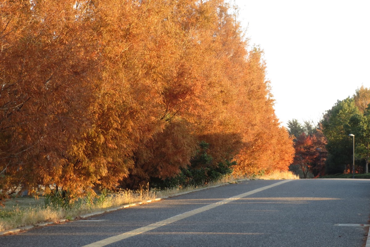 撮影・風景写真・紅葉・柏の葉公園