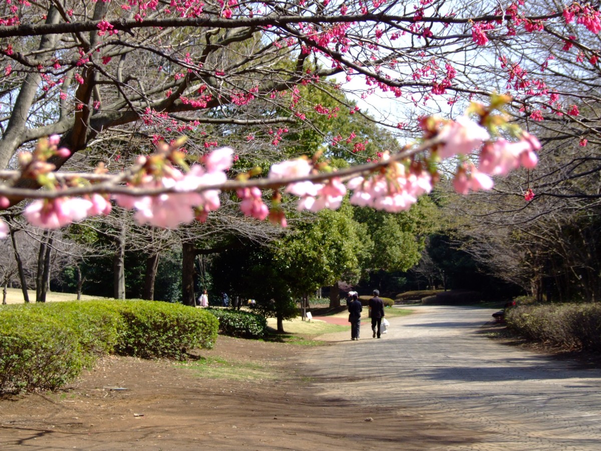 撮影・風景写真・桜・柏の葉公園