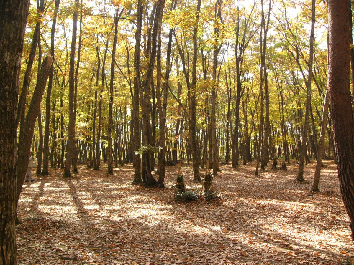 撮影・風景写真・紅葉・塔のへつり